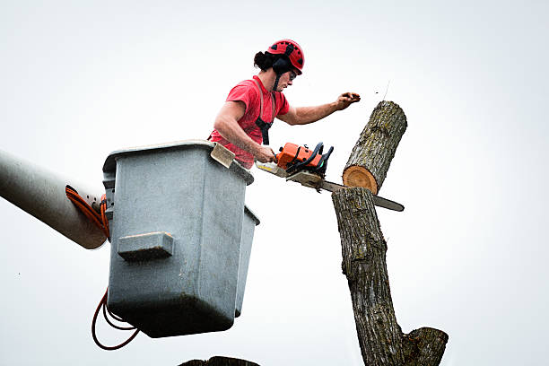 Best Tree Trimming and Pruning  in White River Junction, VT